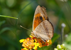 Junonia stemosa