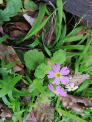 Primula malacoides