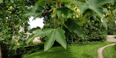 Acer pseudoplatanus