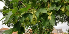 Acer pseudoplatanus