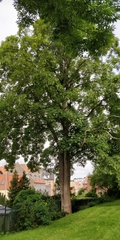 Acer pseudoplatanus