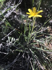 Agoseris parviflora