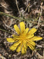 Agoseris parviflora