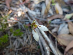 Eriochilus collinus collinus