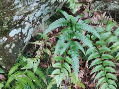 Arachniodes simplicior