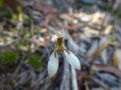 Eriochilus collinus collinus