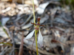Eriochilus collinus collinus