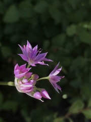Allium bisceptrum