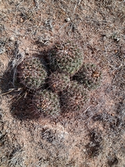 Coryphantha clavata clavata