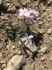 Phlox stansburyi