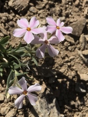 Phlox stansburyi