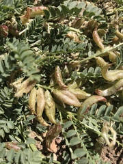 Astragalus iodanthus