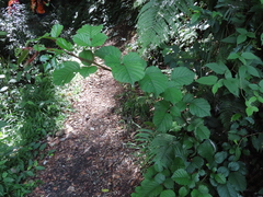 Rubus wallichianus