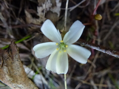 Drosera praefolia