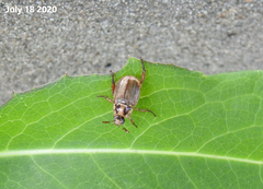 Exomala pallidipennis