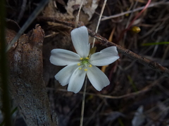 Drosera praefolia