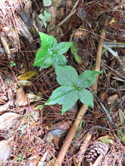 Paris polyphylla stenophylla