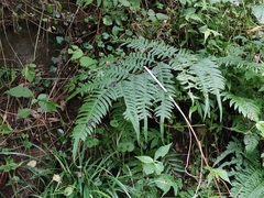 Pteris terminalis fauriei