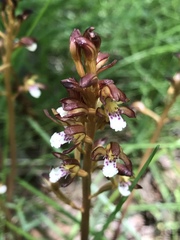 Corallorhiza maculata occidentalis