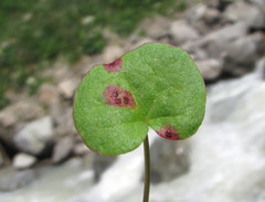 Puccinia oxyriae
