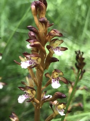 Corallorhiza maculata occidentalis