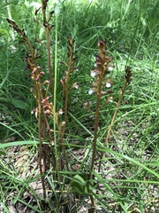 Corallorhiza maculata occidentalis