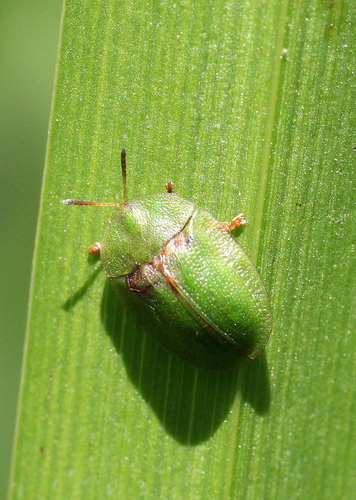 Thistle Tortoise Beetle, Alterra, Wageningen, Netherlands, photo 10 of 10
