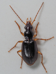 Paranchus albipes
