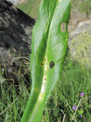 Puccinia calcitrapae