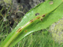 Puccinia calcitrapae