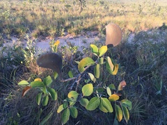Aspidosperma macrocarpon