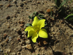 Moraea galaxia