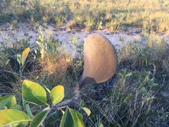 Aspidosperma macrocarpon