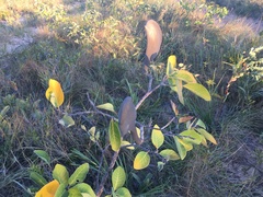 Aspidosperma macrocarpon