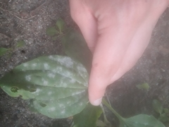 Podosphaera plantaginis