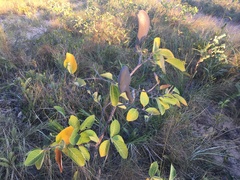 Aspidosperma macrocarpon