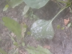 Podosphaera plantaginis