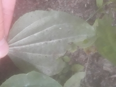 Podosphaera plantaginis