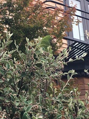 Psittacara erythrogenys