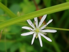 Stellaria nemorum