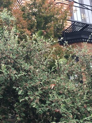 Psittacara erythrogenys