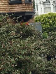 Psittacara erythrogenys