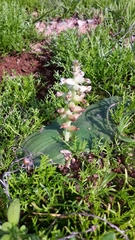 Lachenalia undulata