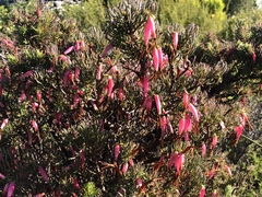 Erica plukenetii