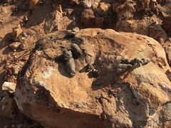 Chrysocyon brachyurus