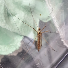 Nephrotoma cornicina