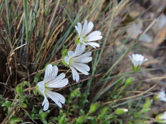 Cerastium morrisonense