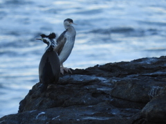 Phalacrocorax punctatus oliveri