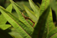 Mompha raschkiella