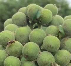 Bactrocera cacuminata